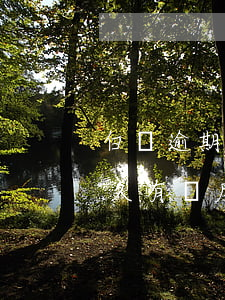 白條逾期一天后怎么還款(白條逾期還清后多久有額度)