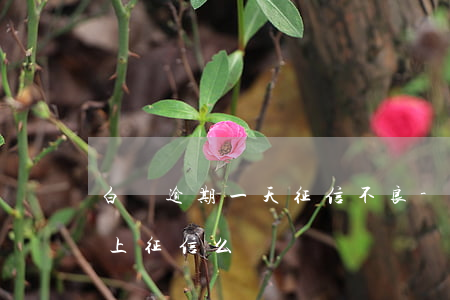 白條逾期一天征信不良-白條逾期一個小時上征信么