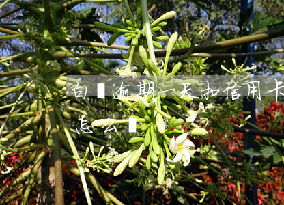 白條逾期一天扣信用卡嗎(金融白條逾期一天怎么辦)