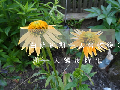白條逾期一天會恢復(fù)額度嗎(白條逾期一天額度降低)