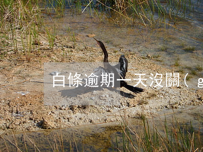 白條逾期一天沒關(guān)系