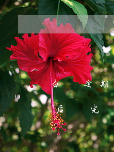 白條逾期一天還了還可以用嗎(白條逾期一年后還完還能用)