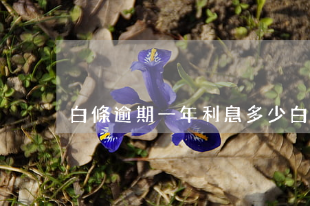 白條逾期一年利息多少(白條逾期一百多天)