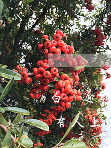 白條逾期一年會(huì)不會(huì)有人上門（白條逾期會(huì)不會(huì)上門）