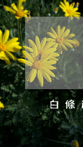 白條逾期一星期上征信嗎