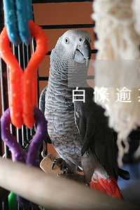 白條逾期一次性結清(白條多次逾期)