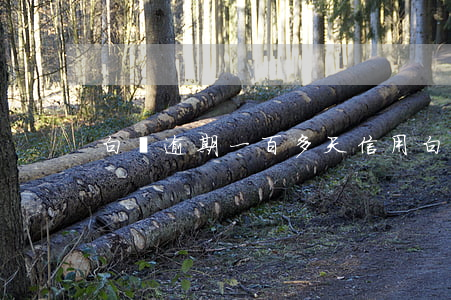白條逾期一百多天（信用白條逾期一天就40）