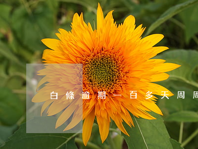 白條逾期一百多天（周周白條逾期）