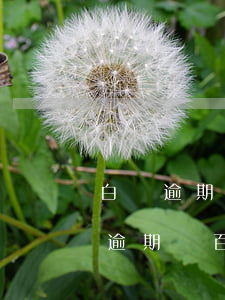 白條逾期一百天會(huì)被起訴嗎(白條逾期兩百多天會(huì)怎么樣)