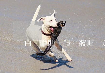 白條逾期一般會被哪個法院起訴