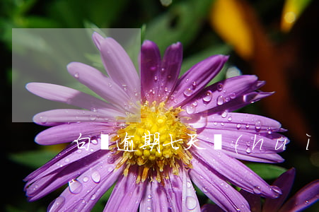 白條逾期七天會(huì)用不了額度嗎