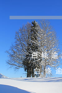 白條逾期三天后多久可以取現(xiàn)(白條逾期一天取現(xiàn)功能是不是就不能用)