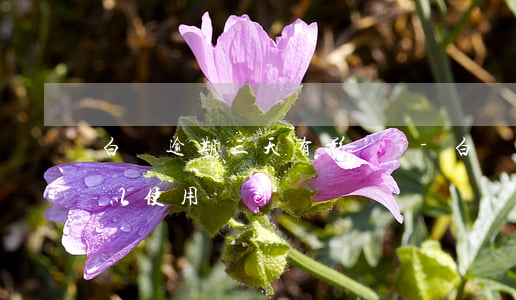 白條逾期三天有影響嗎-白條逾期三天還可以使用嗎