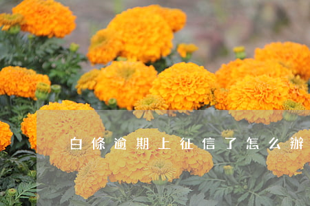 白條逾期上征信了怎么辦