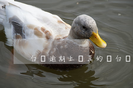 白條逾期上門真的嗎(白條逾期上門真的嗎)