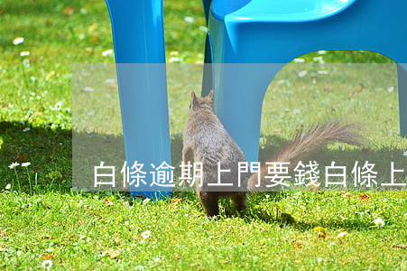 白條逾期上門要錢(白條上門討債嗎?)