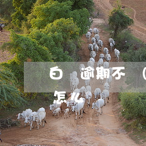 白條逾期不發(fā)放怎么辦(白條有逾期怎么辦)
