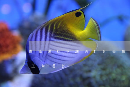 白條逾期不超過15天(白條逾期15天以后正常還款)
