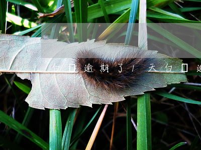 白條逾期了1天(白條逾期了兩天)