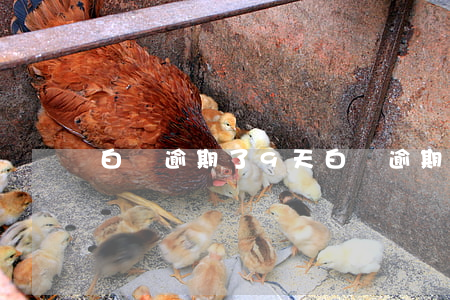 白條逾期了9天(白條逾期19天)