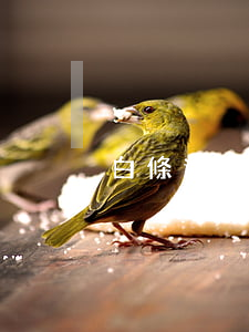 白條逾期了三年(白條逾期了三年)