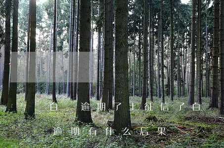 白條逾期了上征信了(白條逾期上征信嗎?白條逾期有什么后果)