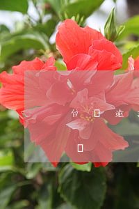 白條逾期了催收嗎(白條逾期上門催收是真的嗎)