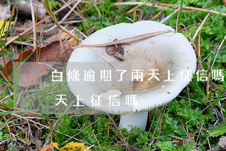 白條逾期了兩天上征信嗎（白條不小心逾期兩天上征信嗎）