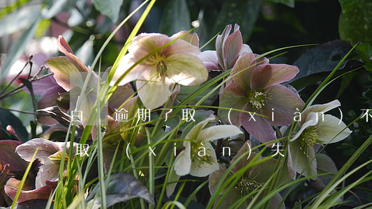 白條逾期了取現(xiàn)不了(白條今天取現(xiàn)失敗)