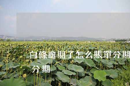 白條逾期了怎么賬單分期(白條已出賬單如何分期)