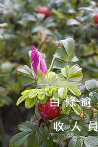 白條逾期了會(huì)上門催收嗎(白條催收人員說(shuō)幾點(diǎn)上門是真的嗎)