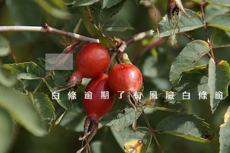 白條逾期了有風險(白條逾期多久算是很嚴重)