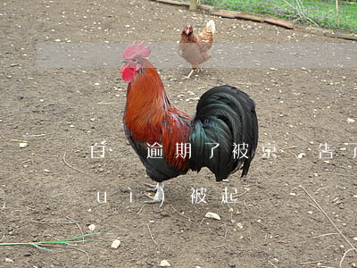 白條逾期了被京東告了(京東白條逾期會(huì)被起訴)