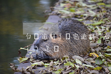白條逾期了還完逾期-白條逾期還會(huì)怎樣