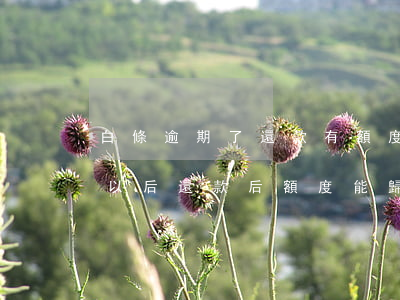 白條逾期了還款有額度還能用嗎-白條逾期以后還款后額度能歸還嗎