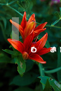 白條逾期了還能用么(白條逾期能用嗎)