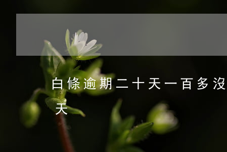 白條逾期二十天一百多沒還（白條逾期四十多天）