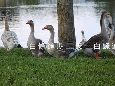 白條逾期二天-白條逾期二天久上征信?征信