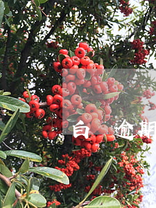 白條逾期五百元圖片(白條逾期三百)