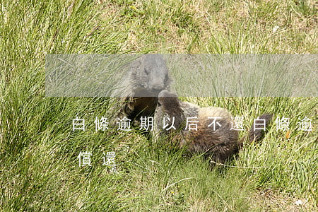 白條逾期以后不還(白條逾期了為什么要全部償還)