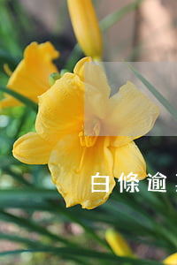 白條逾期信用卡 白條還信用卡