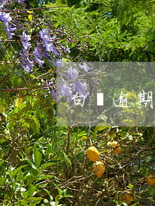 白條逾期倆月1000(白條逾期一個月)