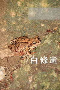 白條逾期停用還能