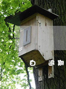 白條逾期兩個月（白條逾期2個月屬于什么）