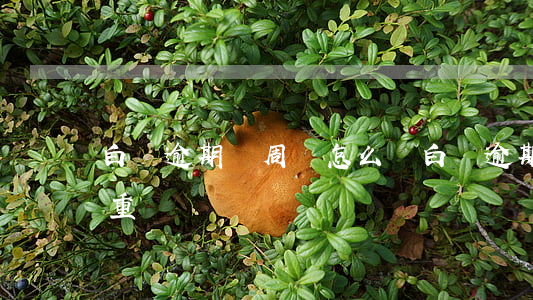 白條逾期兩周會怎么樣(白條逾期兩個星期嚴重嗎)