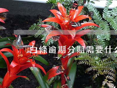 白條逾期分期需要什么條件 白條可以逾期嘛