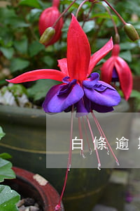 白條逾期利息上浮(白條逾期幾百元)