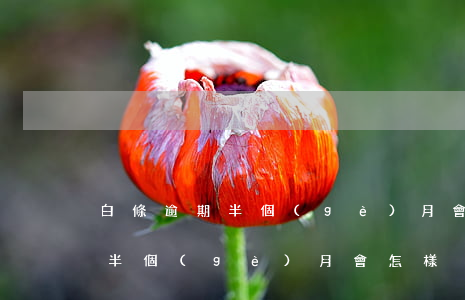 白條逾期半個(gè)月會上門嗎(白條逾期半個(gè)月會怎樣)