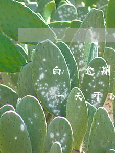 白條逾期可以二次分期還款嗎(白條分期逾期一天可以接著分期還款嗎)