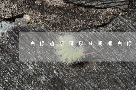 白條逾期可以分期嘛(白條逾期可以分期嘛)